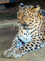 Portrait of leopard female, close-up.