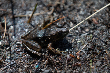 A frog on the shores of a lake in an Ontario Provincial Park.