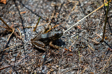 A frog on the shores of a lake in an Ontario Provincial Park.