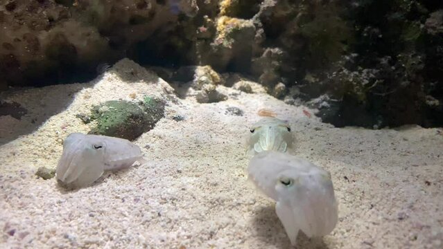 Small Pharaoh Cuttlefish (Sepia pharaonis) in the tank. It is a large cuttlefish species, growing to 42 cm in mantle length and 5 kg in weight and also known as seiche pharaon.  Filmed in aquarium. 