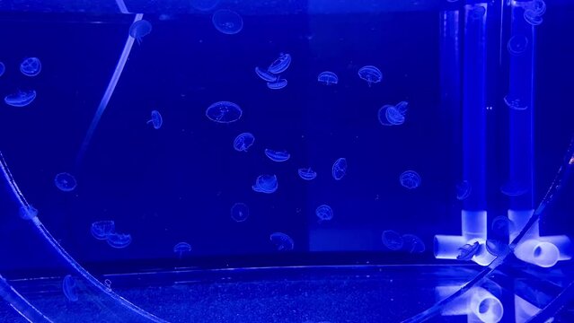 Six Weeks Old Moon Jellyfish In A Incubator. Aurelia Aurita Also Called The Common Jellyfish, Moon Jelly Or Saucer Jelly.