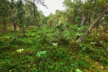 Nature landscape of green plants, trees and grass with view of overgrown, mysterious and uncultivated woodlands, meadow or forest. View of empty wilderness, environment and ecosystem outdoors