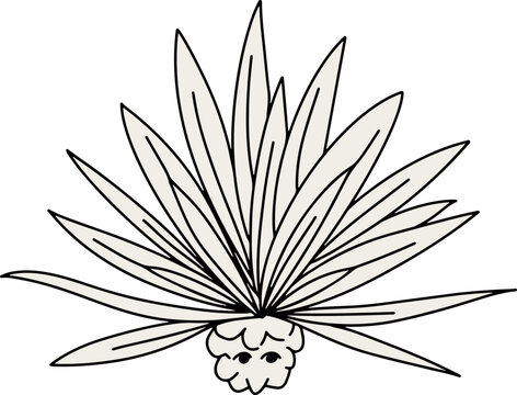 Agave