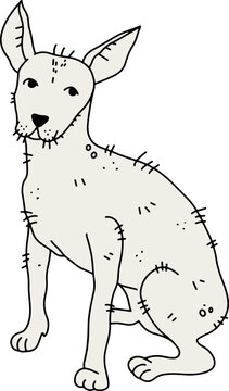 Xoloescuincle