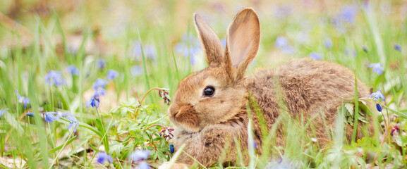 A small fluffy red rabbit on a spring blooming forest fire close-up, a concept for the spring...