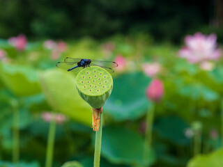 ハス田のシオカラトンボ
