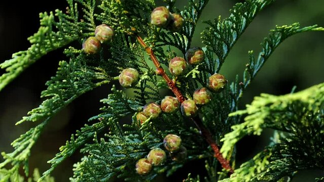Tokyo,Japan - July 29, 2022: Closeup of seeds of hinoki cypress
