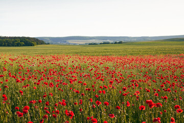 A field of blooming wild poppies in summer in the Crimea. Front view.