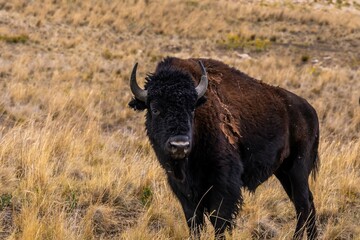 American Bison in the field of Antelope Island State Park, Utah