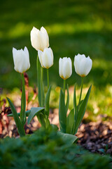 Beautiful, colorful and white flowers growing in a garden in nature on a spring day outside....