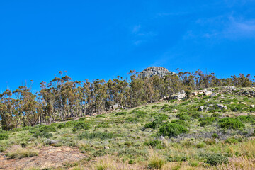Fototapeta na wymiar Rocky landscape of a mountain in sunny Cape Town, South Africa. Lush green plants and bushes growing against a blue sky background. Relaxing, soothing views of Lions Head, calm peak and fresh air