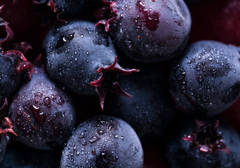 Blue and purple wild shadberries closeup. Macro food background. Drops on berries texture.