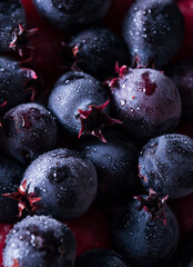 Blue and purple wild shadberries closeup. Macro food background. Drops on berries texture.