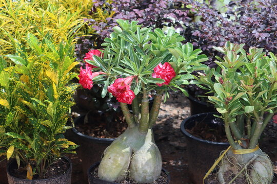 Cambodia. Adenium obesum is a poisonous species of flowering plant belonging to the tribe Nerieae of the subfamily Apocynoideae of the dogbane family, Apocynaceae.