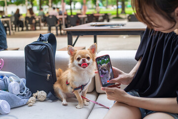 スマートフォンで犬の写真を撮る人