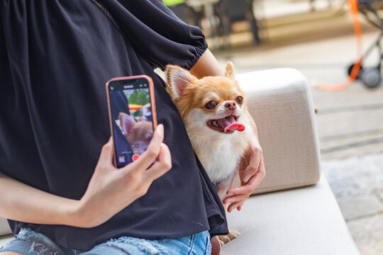 スマートフォンで犬の写真を撮る人