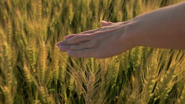 Woman toching golden wheat colossus in the evening 