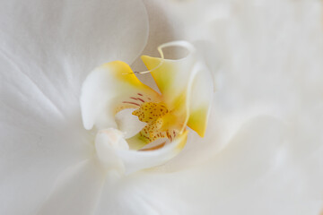 Closeup of a beautiful white tulip flower in a garden, nature park or field in summer. Top view of a flowering plant opening up against a white background in a natural environment