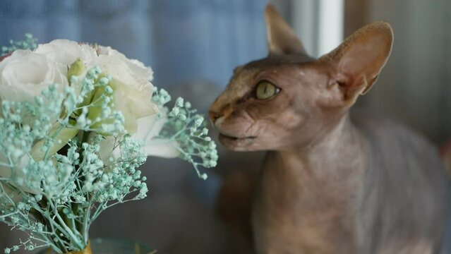 Close up portrait of a cat. beautiful, smart cat look. bald cat sphynx cat