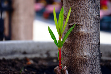 young bright green oleander shoot and trunk. botanical name Nerium oleander. decorative...