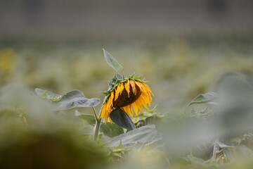 lonely sunflower head in large field