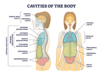 Cavities of body and anatomical compartment medical division outline diagram. Labeled educational scheme with physical dorsal, ventral and inferior mediastinum location explanation vector illustration