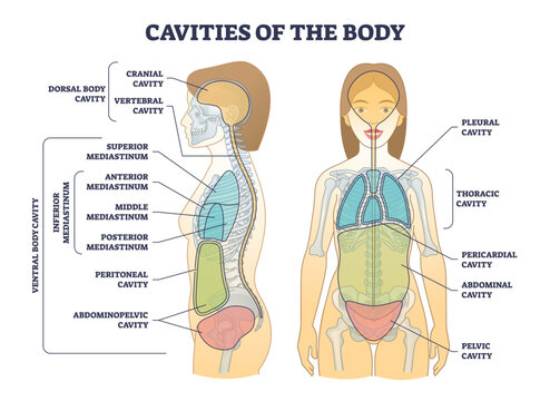 Cavities of body and anatomical compartment medical division outline diagram. Labeled educational scheme with physical dorsal, ventral and inferior mediastinum location explanation vector illustration