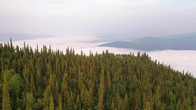Flying over clouds and boreal forest in North America. Aerial view of coniferous trees in Yukon, Canada. Beautiful clouds, fog in the mountains