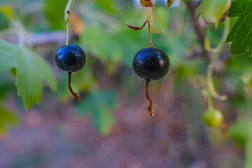 Branch of black currant in the garden. Black currant berries on a bush close-up.