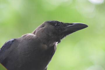 indian crow 