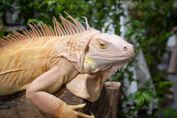 Obraz premium close up Yellow albino iguana on log background