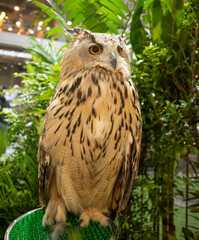 Beautiful, huge European Eagle Owl on trees background.