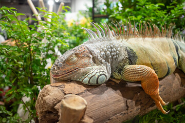 Green Iguana sleeping on the log background.
