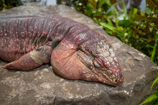 Close up red tegu lizard animal on the rock background.