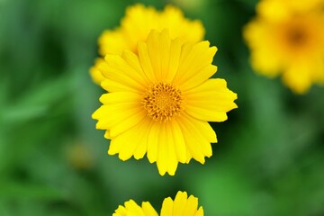 flower, yellow, 네이처, 뜰, 식물, 여름, 블로섬, 개화, 미, flower, 매크로, 봄, 식물, 데이지, 꽃, 변색, 해바라기, 근접, orange, 들판, 나뭇잎, 근접, 목초, 똑똑하다