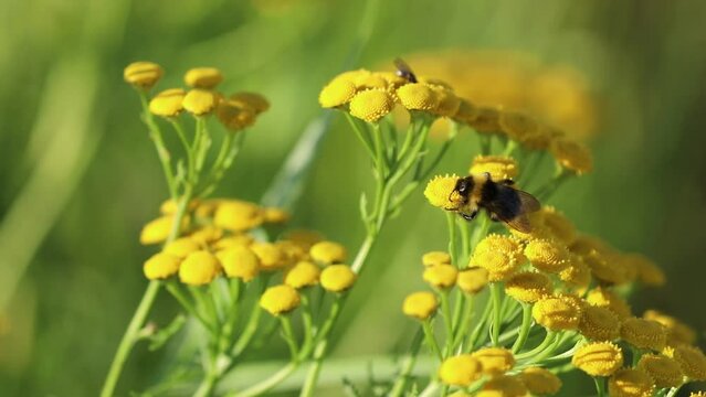 Tanacetum vulgare. Tansy flowers and bumblebee on a summer day in northern Siberia