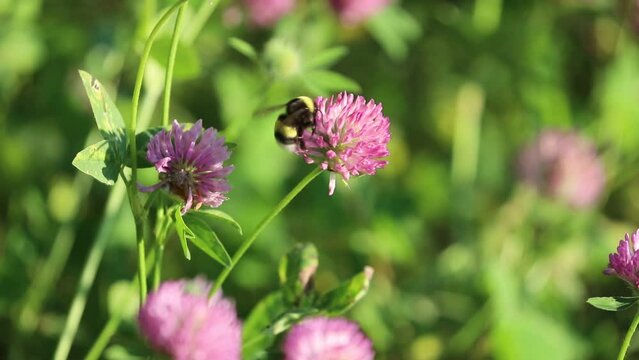 Bumblebee on a sunny day on red clover flowers