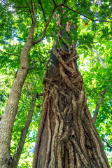 the kind of tree that farmer leave it grow caused by the thai myth to protect the forest