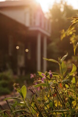 斜陽の庭に咲くセージの花。