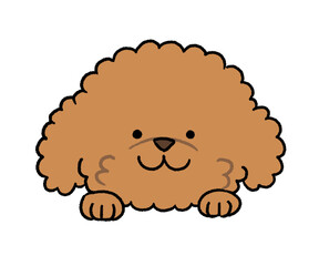 トイプードル顔