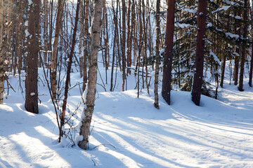 Naklejka premium Magnificent forest in the Arctic