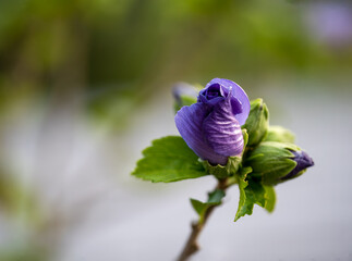 Summer close up Hibiscus blossom in deep blue color © Wolfgang Hauke