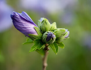 Summer close up Hibiscus blossom in deep blue color © Wolfgang Hauke