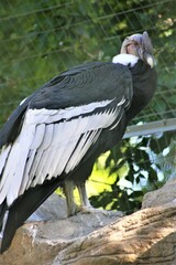 Condor