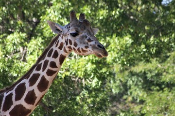 Giraffe