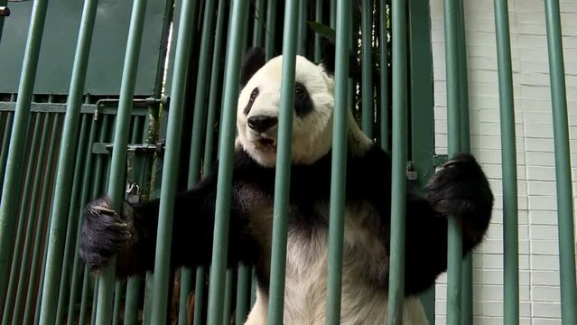 Panda Being Fed By Zookeeper While He Is Inside A Cage