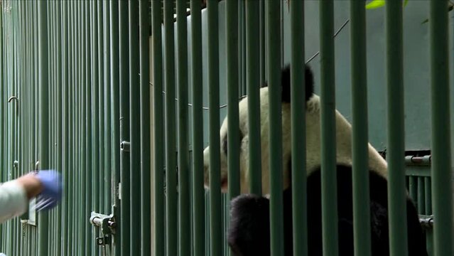 Dental Panda s reconnaissance carried out by a zookeeper
