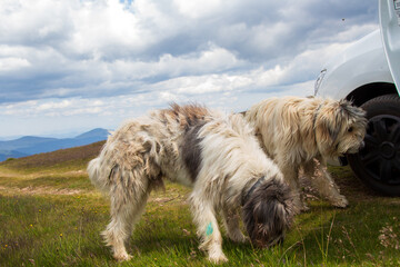 Shepherd dog in the break