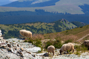 Obraz premium Sheep on the Transalpina, Romania