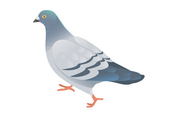 Gray pigeon with green head walking on ground city dove bird vector illustration cartoon animal design